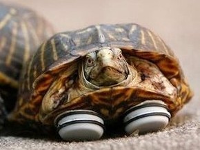 Черепахе сделали протезы из подставок для мебели