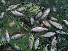 Африканское озеро Виктория заросло водорослями, убивающими рыбу