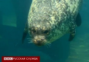 Как тюлень плавает полчаса на одном вдохе? - видео