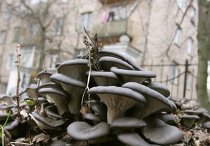 В Хмельницкой области 13 жителей одного дома отравились грибами