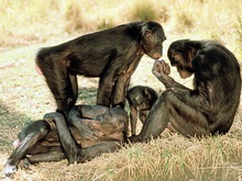 Ученые: Человеческие болезни опасны для обезьян