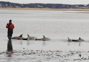 С начала года на северном побережье Перу погибли почти 900 дельфинов