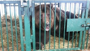 В Украине открывается реабилитационный центр для медведей