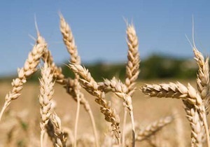Украинские аграрии завершили уборку зерновых культур