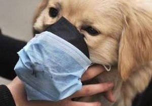 В США впервые зарегистрирован случай заболевания гриппом H1N1 домашней собаки