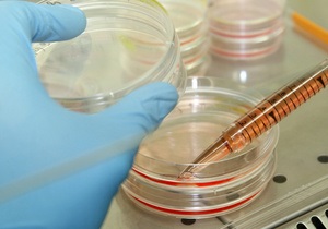The Independent: Исследованиям в области стволовых клеток может быть положен конец