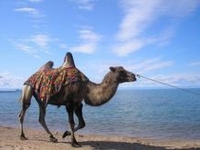 В Сирии обнаружили останки миниатюрного верблюда
