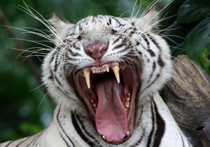 В Чили тигр напал на работника зоопарка