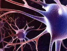 Ученые раскрыли секрет омоложения нервных клеток