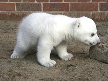 Ученые признали белых медведей исчезающим видом
