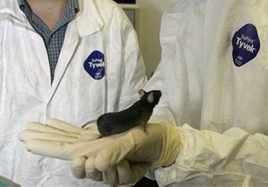 Японские ученые вылечили крыс от диабета, пересадив им их собственные нервные клетки