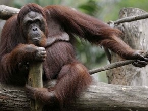 Орангутанги оказались расчетливыми в отношениях с деньгами и партнерами