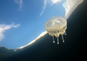 В Израиле медузы остановили работу электростанции