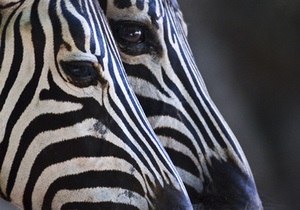 В Киевском зоопарке родилась зебра