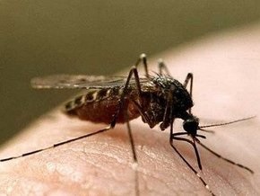 В Финляндии комар помог раскрыть преступление