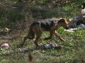 В Донецке умерла девочка, покусанная бродячими собаками