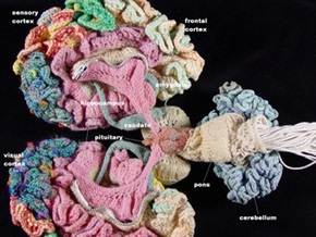 В США психиатр за год связала из разноцветной пряжи мозг