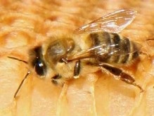 Медоносные пчелы общаются на разных языках
