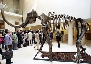 Новости науки - странные новости - новости германии: В Германии сотрудники музея во время уборки в подвале обнаружили двухсоттысячелетний скелет мамонта