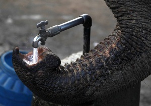 Во Франции отсрочили усыпление слоних, из-за которых Брижит Бардо грозилась отказаться от гражданства