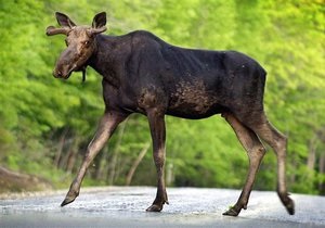 Власти Украины в разы увеличили штрафы за уничтожение животных и вырубку деревьев - Ъ