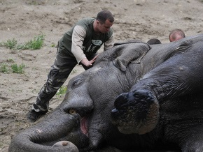 Киевский зоопарк считает, что похудение слона полезно для его здоровья
