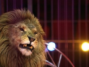 В Германии воры угнали фургон с цирковым львом