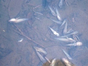 В Одесской области в сельском пруду зафиксирована массовая гибель рыбы