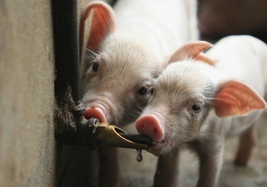 В Крыму на ферме сгорели полторы сотни свиней