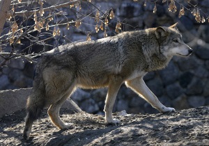 В Киевском зоопарке волчица напала на смотрительницу