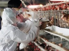 В Киеве начались учения по противодействию птичьему гриппу