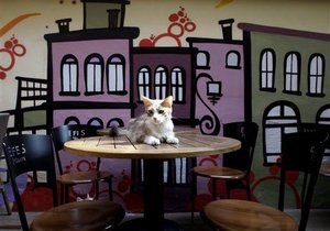 В Лондоне откроется первое кафе с кошками