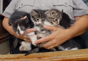 Во Флориде  команду саперов вызвали для обезвреживания коробки с котятами