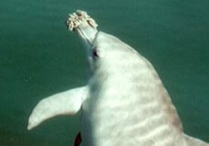 В Феодосии откроют дельфинарий
