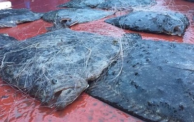 Браконьеры РФ нанесли миллиардные убытки Азовскому морю