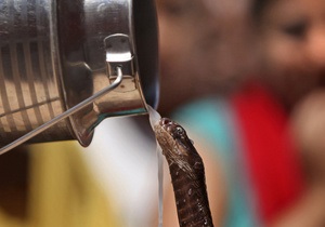 В Индии защитники прав животных призвали использовать в религиозных ритуалах искусcтвенных змей