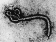 Японцы превратили опасный вирус Эбола в несмертельный для людей