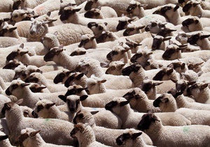 В Турции стадо овец совершило массовое самоубийство