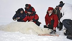 Путин измерил белого медведя и надел на него спутниковый ошейник