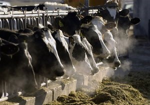 Кабмин утвердил новый порядок дотирования производителей молока и мяса