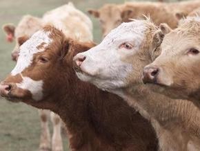Японские ученые: Мясо клонированных животных вполне съедобное
