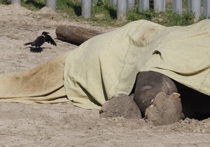 Эксперты выяснили, что причиной смерти слона Боя стал токсический шок из-за отравления