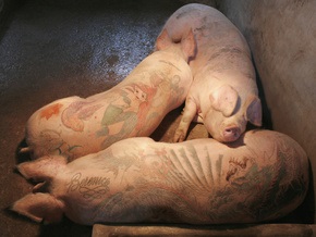 Бельгиец продает татуировки на свиньях