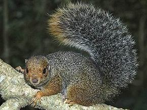 Зоолог ищет объяснение жестокости белки