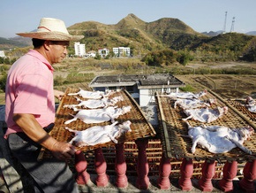 Фотогалерея: Заготовка собачьего мяса в Китае