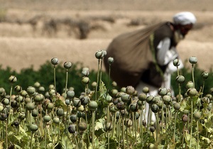 Афганцы, отказавшиеся от выращивания опийного мака, переключились на коноплю