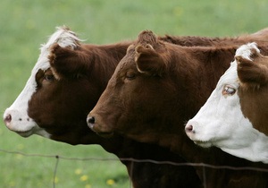 Коровы помогают охлаждать планету