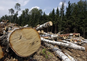 В Химкинском лесу возобновили вырубку деревьев