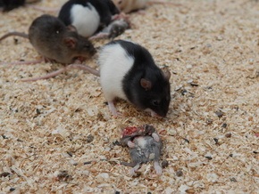 Крысоводы: Участники акции Геть усіх жестоко издевались над крысами