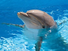 Дельфины не могут быстро плавать из-за боли